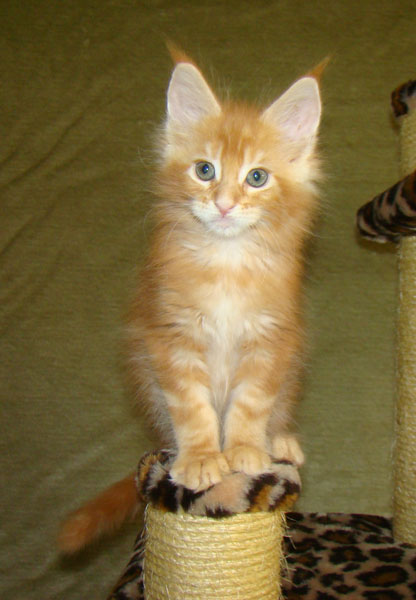    Catsvill County!   !    !       !!!    Catsvill County +7-926-544-74-09     .   ,   ,   ,    ,   ,  ,     ,   -,    ,   !